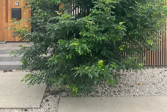 大きく伸び切って茂っている庭木