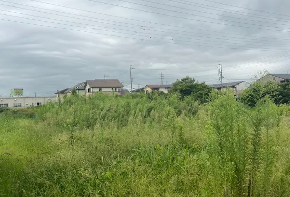 雑草が広範囲に生い茂っている畑の敷地